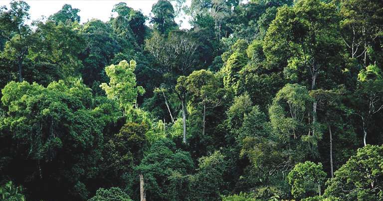 Forest Governance
